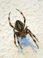 SpiderCross