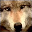 Wolf_uk