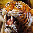 taigrr